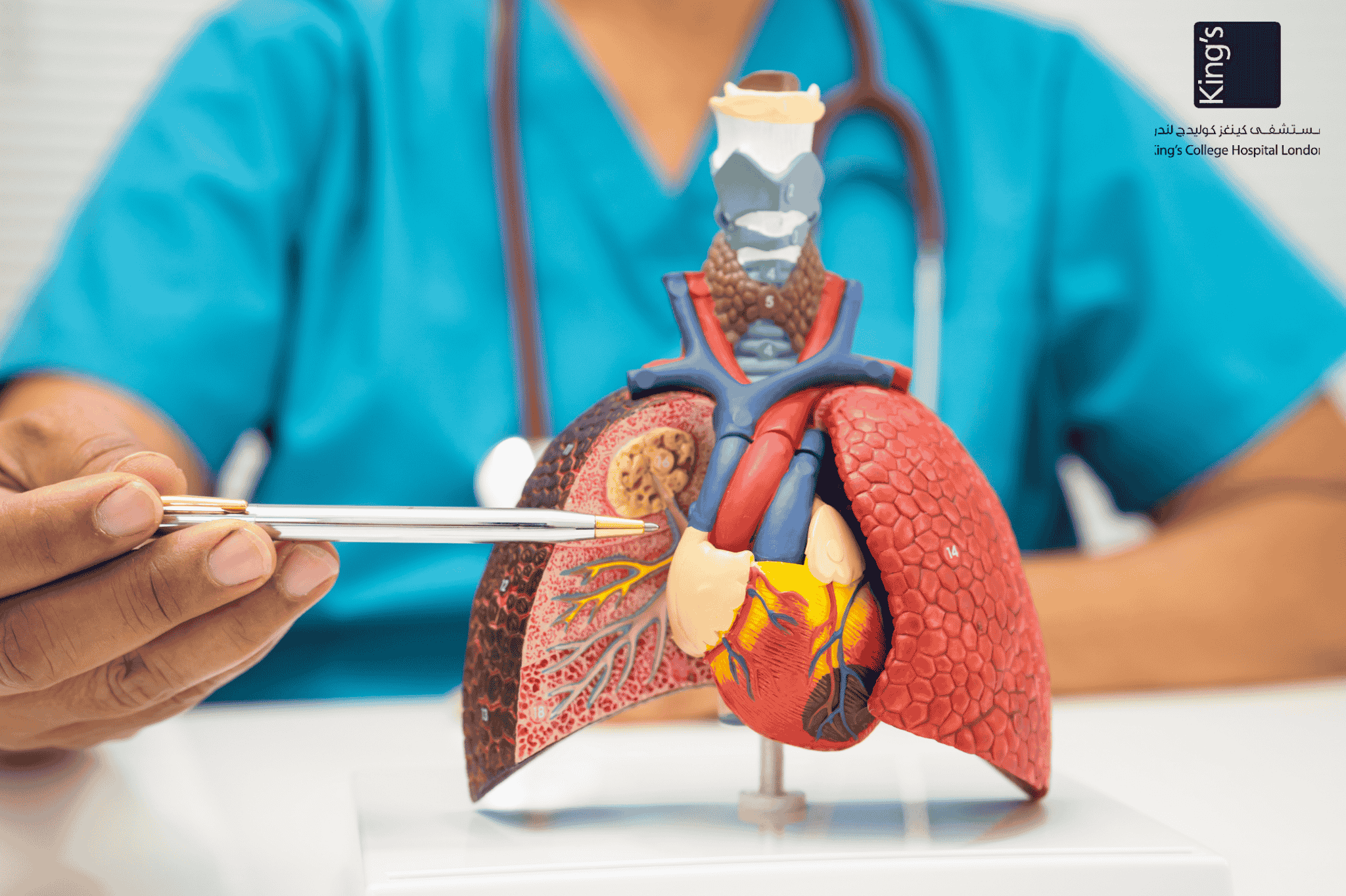 doctor holding lung 3d model